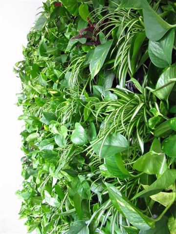 Grădină verticală cu plante naturale – Iancu Nicolae, foto 20 din 26